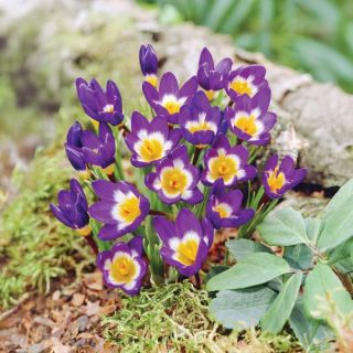 Tricolour Snow Crocus Thumbnail